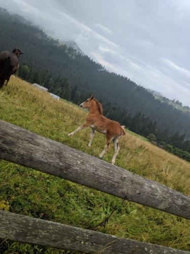 a horse running in a field next to a fence at Villa Filiak in Yablunytsya
