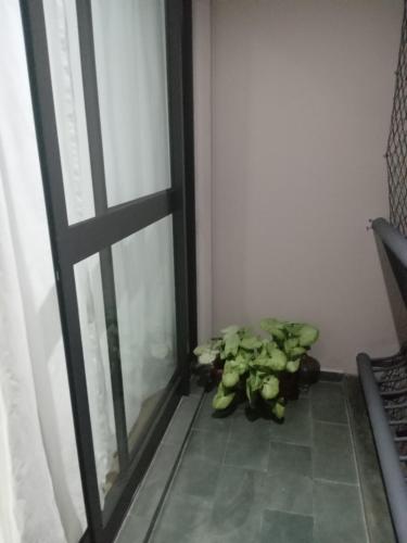 eine Pflanze auf dem Boden neben einer Tür in der Unterkunft Apartamento condomínio Taboão da Serra/ familysnow in Taboão da Serra