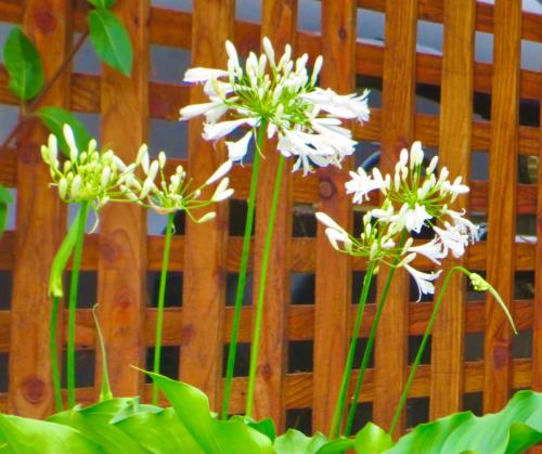 a group of white flowers in front of a wooden fence at Whistlewood Guesthouse Walmer, Port Eizabeth in Port Elizabeth