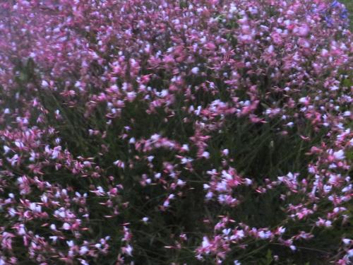 a bunch of purple flowers in a field at Whistlewood Guesthouse Walmer, Port Eizabeth in Port Elizabeth