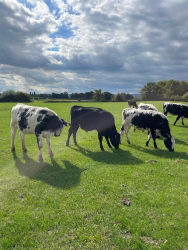 Abbey farm Rhuddlan glamping – Photos 3