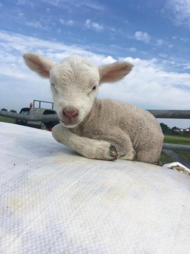 Abbey farm Rhuddlan glamping – Photos 2