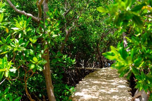 a path in the middle of a forest of trees at Escape at Nonsuch Bay Antigua - All Inclusive - Adults Only in Gaynors