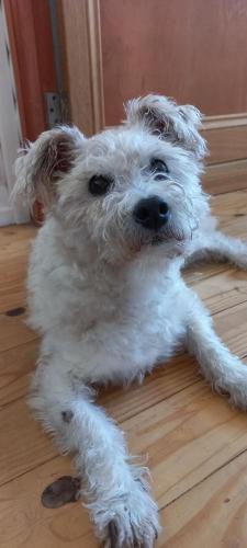 a small white dog laying on the floor at The Blue Room in Langebaan