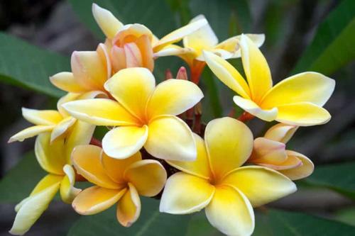 grupa żółtych kwiatów na roślinie w obiekcie Ohana RBNB studio "Havai " w Uturoa