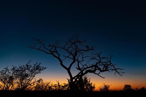 a silhouette of a dead tree at sunset at Nedile Lodge in Welgevonden Game Reserve