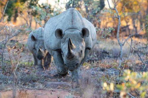 a rhino walking through a field with at Nedile Lodge in Welgevonden Game Reserve