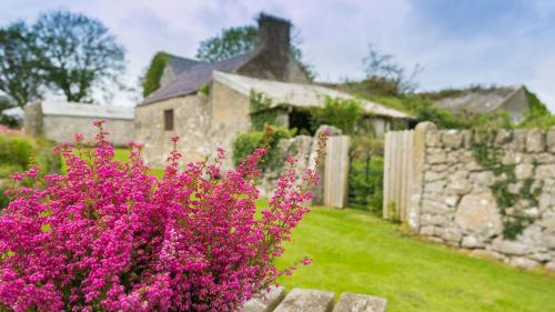 a garden with pink flowers in front of a stone fence at Aber in Moelfre