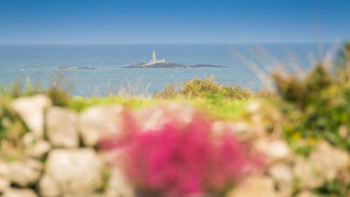 a pink flower in front of the ocean with a lighthouse at Aber in Moelfre