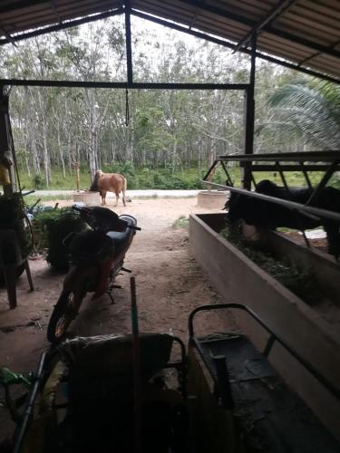 a cow standing inside of a barn with a goat in the background at พัทลุง 