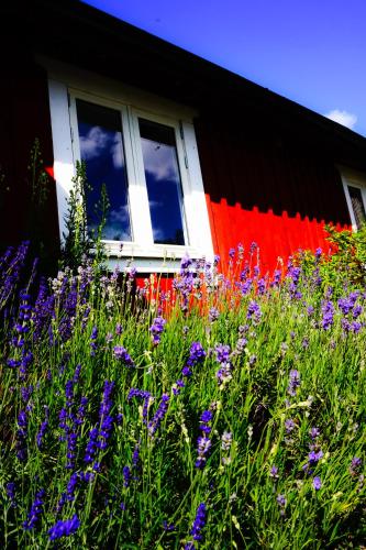 a field of flowers in front of a house at Liten Päronträdgård in Perstorp