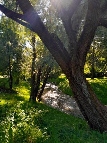 a tree in the foreground with a path in the background at Mini Apart Noc w Centrum in Koszalin