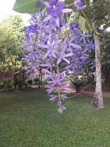 a purple flower on a tree in the grass at Lake Resort Bolgoda in Wadduwa