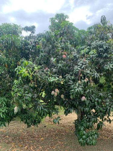 a tree filled with lots of fruit in a field at Las Nubes Domo in La Mesa