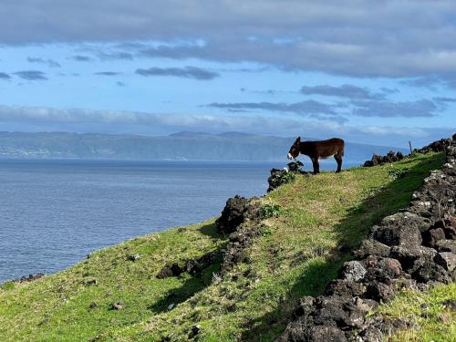 a horse standing on a hill near the water at Lava Homes in Santo Amaro