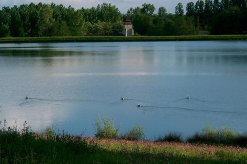 Trois canards nagent dans un grand lac dans l'établissement The Lake Cottage in Gascony France, à Créon-dʼArmagnac