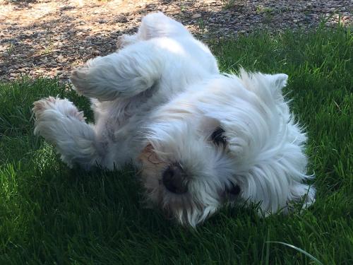 un pequeño perro blanco tirado en la hierba en Las casitas del Gallego, en Villanueva de Gállego