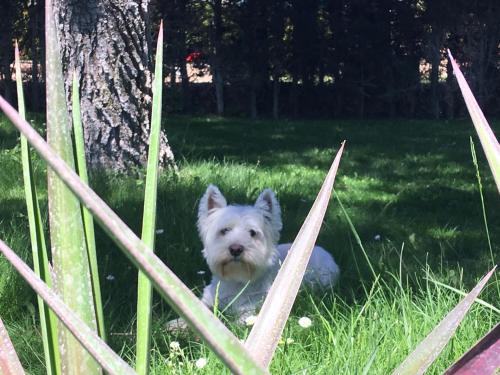 un cane bianco steso sull'erba accanto a un albero di Las casitas del Gallego a Villanueva de Gállego