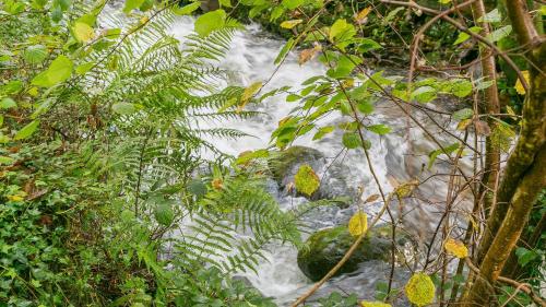 a stream of water in the middle of a forest at Cuddfan in Llanberis