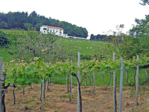 a row of vines in a field with a house in the background at Pension Getariano in Getaria