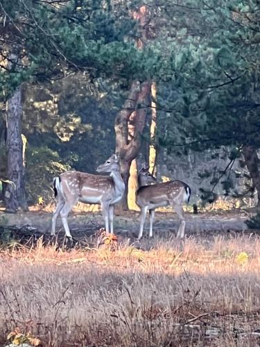 two deer standing next to a tree in a field at Agro-Stajnia in Rudniki
