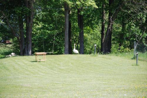 a park with a bench and a ostrich in the grass at Natura Apartamenty in Swaderki