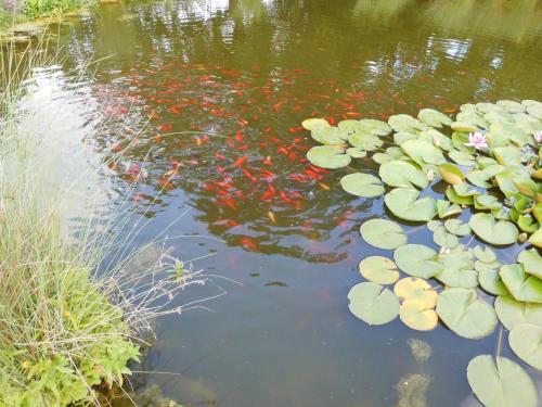 Permandangan sungai dekat dengan homestay