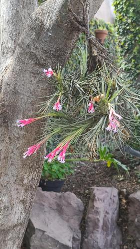 un ramo de flores creciendo de un árbol en Departamentos Virgen del Cerro en Salta