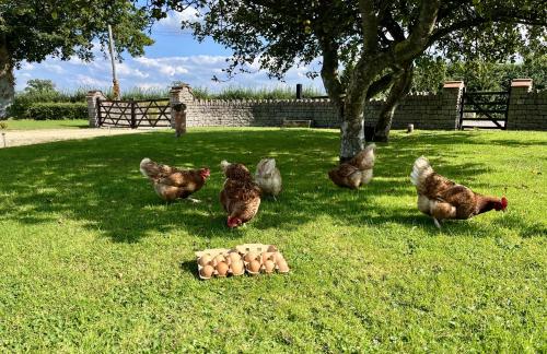 a group of chickens walking around in the grass at Priors Oak - A Cosy Studio with Countryside Views in Dorset in Stalbridge