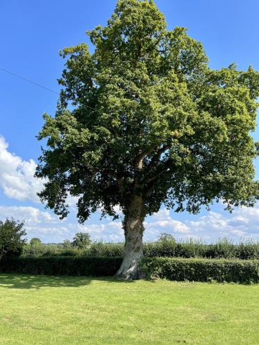 a tree in the middle of a green field at Priors Oak - A Cosy Studio with Countryside Views in Dorset in Stalbridge