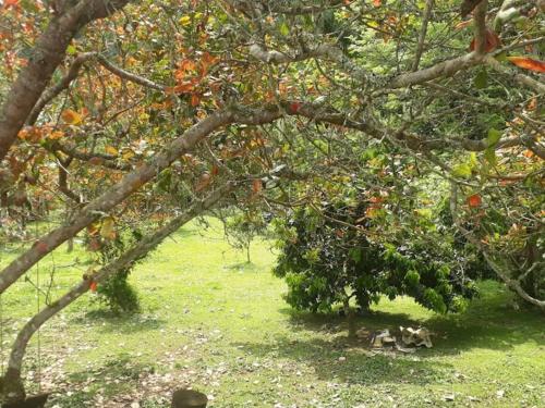 uma árvore com frutos sobre ela em um campo em Chácara São Vicente em Pedro de Toledo-SP em Pedro de Toledo