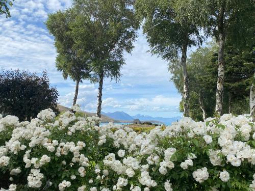 ein Feld weißer Blumen mit Bäumen im Hintergrund in der Unterkunft Aldourie Lodge in Lake Tekapo
