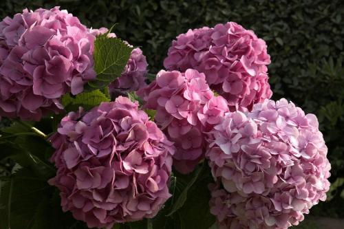 a group of pink hydrangeas clustered together at Hotel & Appartements Gochoki in Bidart