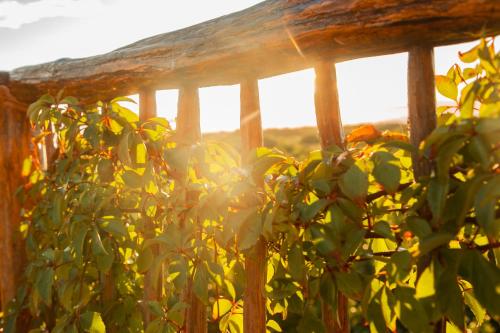 a green plant in front of a wooden fence at Casa Teka in Tulum