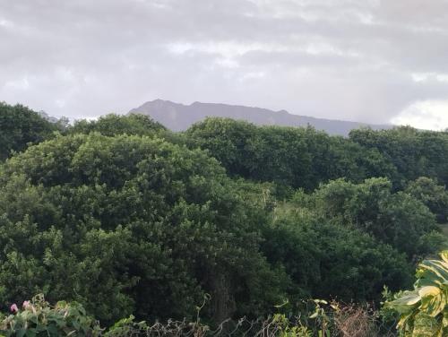 un bosque de árboles con una montaña en el fondo en Le Hameau de la Ravine, en Saint-Pierre