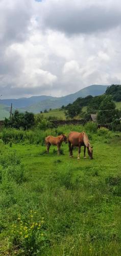 two horses grazing in a field of green grass at Green Agarak Guest House near Dendropark, Stepanavan in Gyulagarak