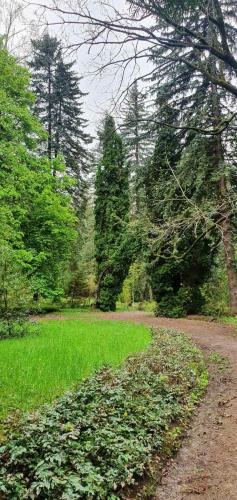 a dirt road in the middle of a field with trees at Green Agarak Guest House near Dendropark, Stepanavan in Gyulagarak