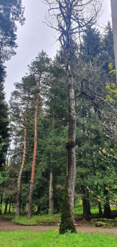 a group of tall trees in a park at Green Agarak Guest House near Dendropark, Stepanavan in Gyulagarak