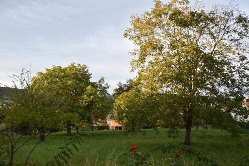 a field with trees and a house in the distance at Bonis 2,5 Zimmer Ferienwohnung in Eschenz