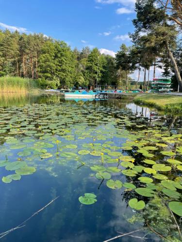a pond with lily pads on the water at Ośrodek Wypoczynkowy "Julia" w Samociążku in Samociążek