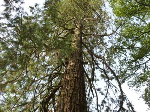a tall tree looking up into the sky at chateau de Craon in Comblessac