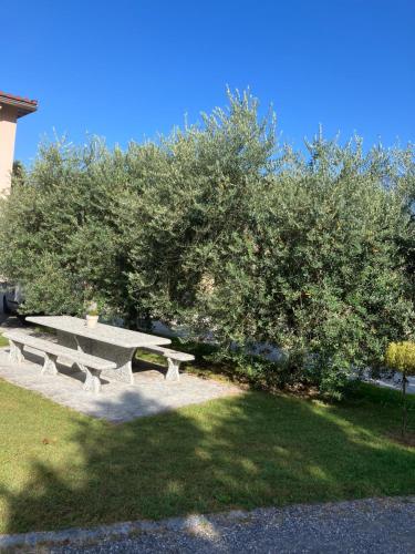a park bench sitting under a large tree at RESIDENZA GIOVANNI in Contone