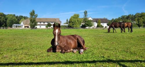 um cavalo deitado num campo com dois cavalos ao fundo em Friesenhof Hotel-Restaurant-Reitanlage em Trassenheide