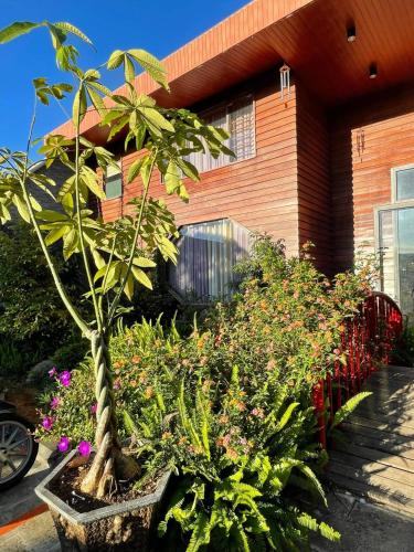 a group of plants in front of a house at An Nhiên Villa in Bao Loc