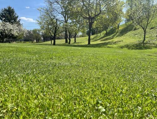 a field of green grass with trees in the background at Chata Vápenná in Jeseník