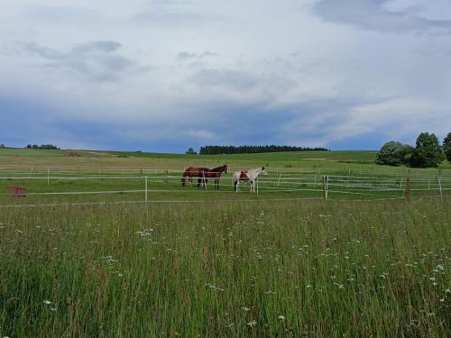 three horses standing in a field behind a fence at Chalupa u Mikeše in Žďár nad Sázavou