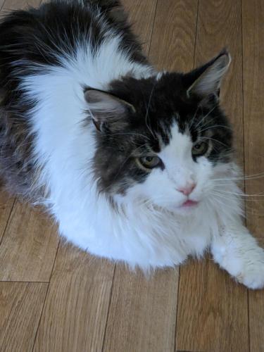 a black and white cat laying on the floor at Thornley House in Hexham