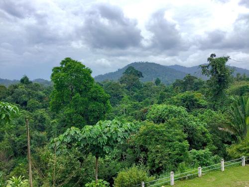 a forest of trees with mountains in the background at D view hill hotel in Kuala Tahan