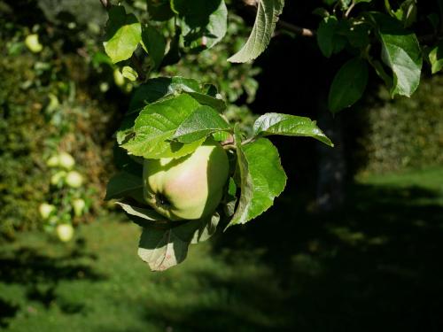 a green apple is hanging from a tree at Feriengasthof Löwen in Breitnau