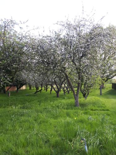 uma fileira de macieiras num campo de relva em Blackbrook House em Holmwood